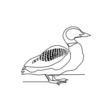 recommend clip art: One continuous line drawing of Loon vector illustration. Unravel the secrets of their streamlined bodies, perfectly adapted for diving and swimming. Discover their powerful feet, webbed for propulsion
