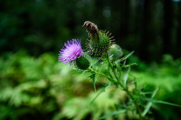 A thistle blooms in the forest.