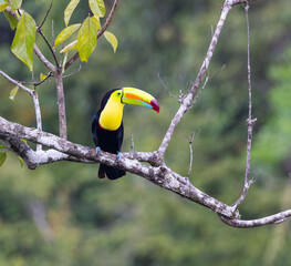 a long shot of a keel-billed toucan perched in a tree at boca tapada