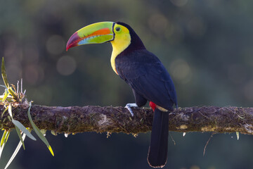 a rear view of a keel-billed toucan perched on a tree branch