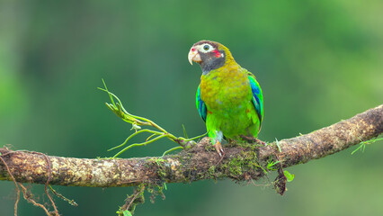 front view of a brown-hooded parrot perched on a branch