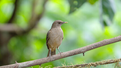 front on shot of a clay-colored thrush perched on a branch