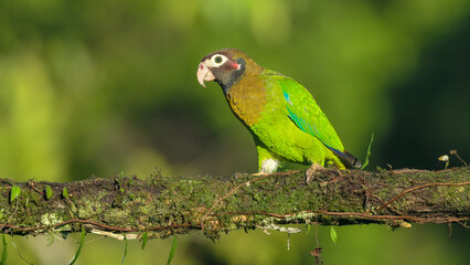 side view of a brown-hooded parrot perched on a branch