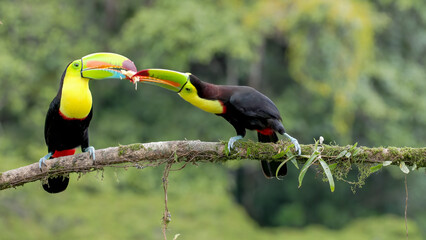 a keel-billed toucan on a branch feeding banana to a companion © chris