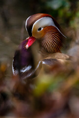 Mandarin Duck