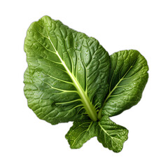Obraz premium cabbage isolated on white background