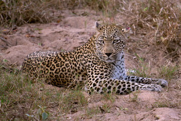 Leopard on the Sand