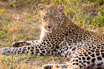 Moody African Leopard