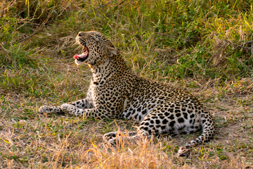 African Leopard Yawn