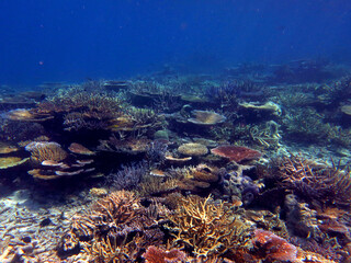 Clear water and colorful coral reefs in tropical ocean, Ebiil channel, Palau, Pacific