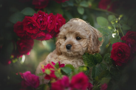 Cute cavapoo puppy dog posing among roses flowers. Close-up portrait.