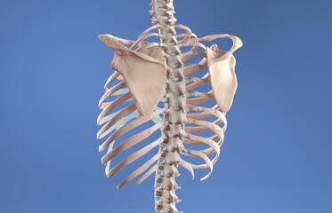 Posterior view of torso skeleton featuring spine, scapula and rib cage on blue background
