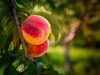 Sweet peach fruits growing on a peach tree branch