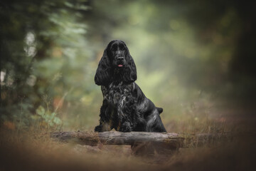 Cute English Cocker Spaniel dog posing in dry summer forest.