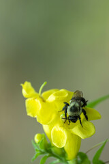Intent bee collecting pollen from bright yellow wildflower
