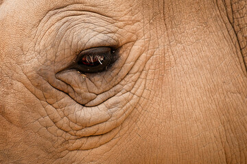 Thick skin and penetrating eye of rhinocerous © Mark Castiglia