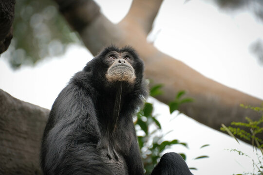 Siamang (Symphalangus syndactylus) looks ap at the sky