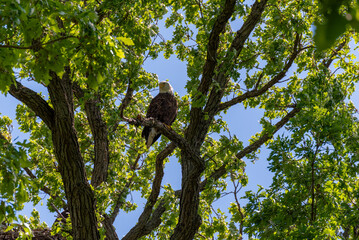 A Bald Eagle Perched In A Tree In Summer In Wisconsin