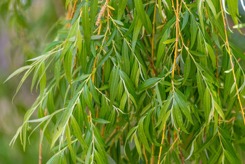 Close-up Of Weeping Willow Leaves On The Tree In Spring In Wisconsin