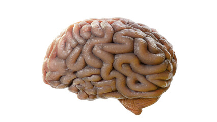 3d illustration of a realistic detailed fresh wet human brain or brains isolated
