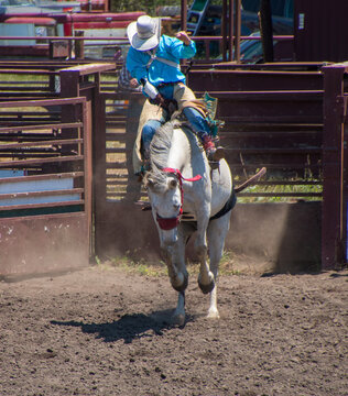 A cowboy is riding a bucking bronco at a rodeo in an arena. The horse is bucking wildly. The cowboy is wearing blue with a white hat. They are in a dirt arena.