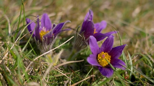 closeup of small clump of purple pasqueflowers with yellow centres, pretty spring wildflowers in grass