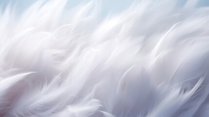 Fototapeta premium snow white feathers, feathers close up, background texture, abstract. background of feathers, close-up