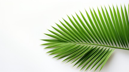 lone palm leaf, emerald green, against a white wall. 