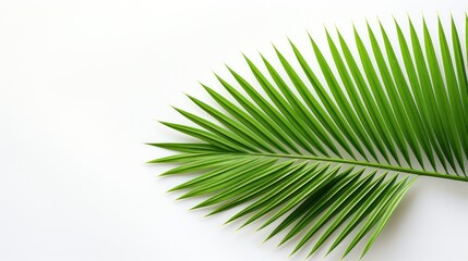 Obraz premium lone palm leaf, emerald green, against a white wall. 
