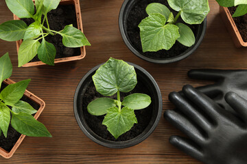 Different seedlings growing in plastic containers with soil and gardening gloves on wooden table,...
