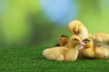 Cute fluffy ducklings on artificial grass against blurred background, space for text. Baby animals