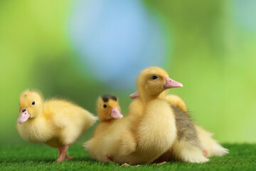 Cute fluffy ducklings on artificial grass against blurred background, closeup. Baby animals