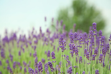 Beautiful blooming lavender growing in field, closeup. Space for text
