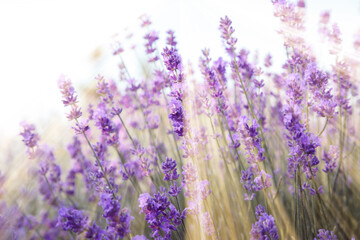 Beautiful lavender meadow on sunny morning, selective focus