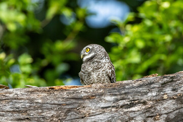 Spotted owl look for prey.