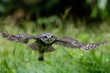 Spotted Owlet fly to hunt and catch prey. Bird in flight, flying bird.