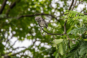 Spotted owl looking for prey.