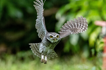 Naklejka premium Spotted Owlet fly to hunt and catch prey. Bird in flight, flying bird.