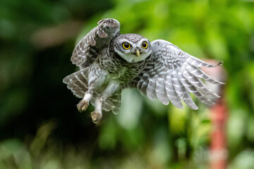 Spotted Owlet fly to hunt and catch prey. Bird in flight, flying bird.