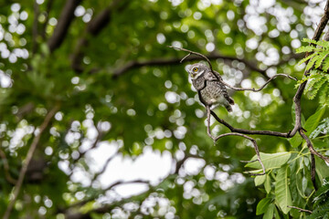 Spotted owl looking for prey to hunt.