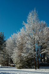 Fototapeta premium Beautiful snow and ice covered trees framing a field with blue skies and copy space