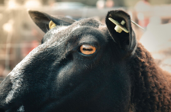 Closeup of rare breed Jacob Sheep eye and head, orange iris, rectangular pupil, farm animals and livestock, (Ovis Aeries) Wales, UK