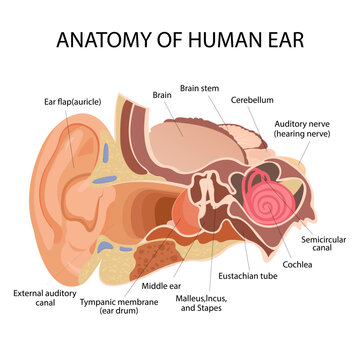 Anatomy of the human ear. The internal structure of the ears, the organ of hearing vector illustration. Human Sound Sensory Organs Medicine infographic