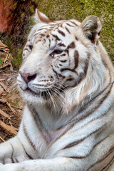White Tiger
