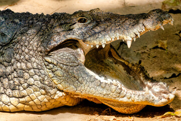 Nile crocodile