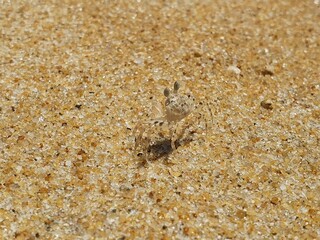 Close-up of the horned ghost crab on the sandy beach.
