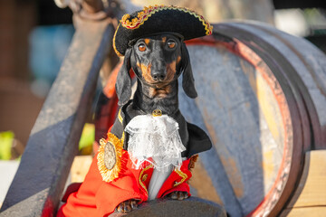 Dachshund in adorable pirate costume sits on children pirate ship in sunlit city park. Domestic dog...