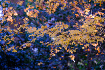 赤や黄色やオレンジ色に紅葉した秋の庭園