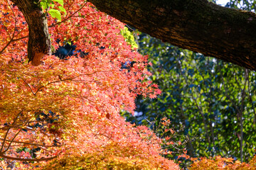 赤や黄色やオレンジ色に紅葉した秋の庭園