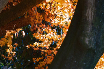 赤や黄色やオレンジ色に紅葉した秋の庭園